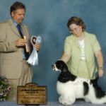 Nick is pictured here winning 4 points by going Best of Winners and Best Puppy in Group to complete his Canadian Championship at just 9 1/2 months of age. Thanks to judge Mr. Christopher Neilson.